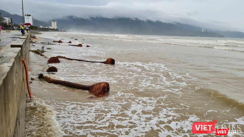 Rừng dừa ven biển bị đánh trốc gốc