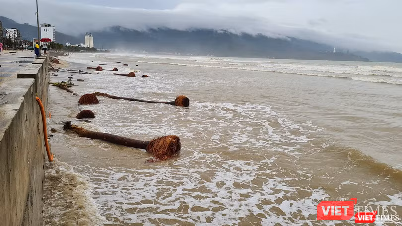 Rừng dừa ven biển bị đánh trốc gốc