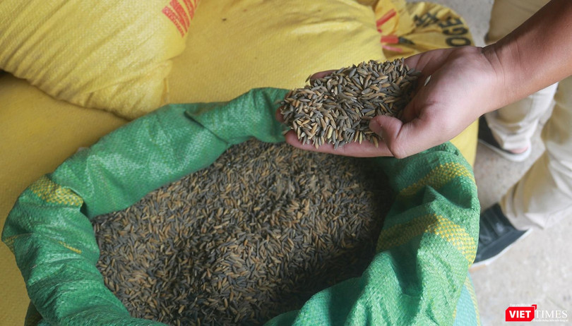 Lúa của người dân thôn Phước Thuận – Phước Hậu (xã Hoà Nhơn, huyện Hoà Vang, TP Đà Nẵng) bị chuyển màu đen do nhiễm than