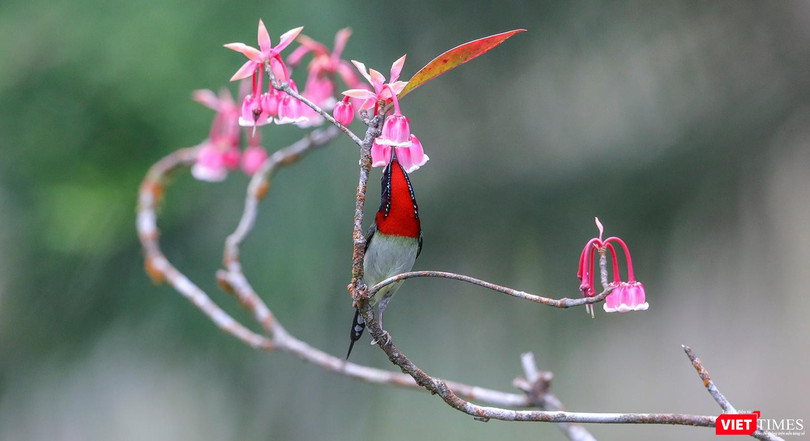 Hoa đào chuông trên đỉnh Bà Nà khoe sắc xuân