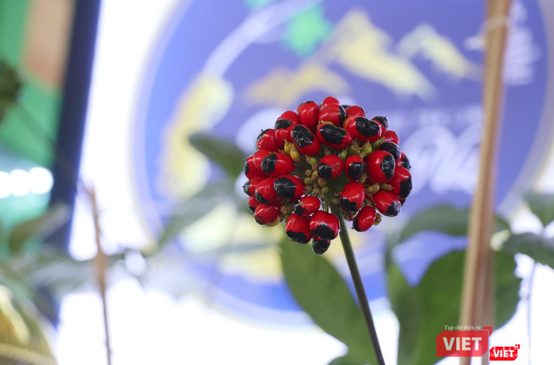 Hạt cây sâm Ngọc Linh