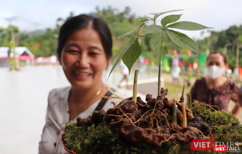 Một củ sâm Ngọc Linh có tuổi cao