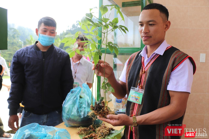 Một cây sâm Ngọc Linh đẹp