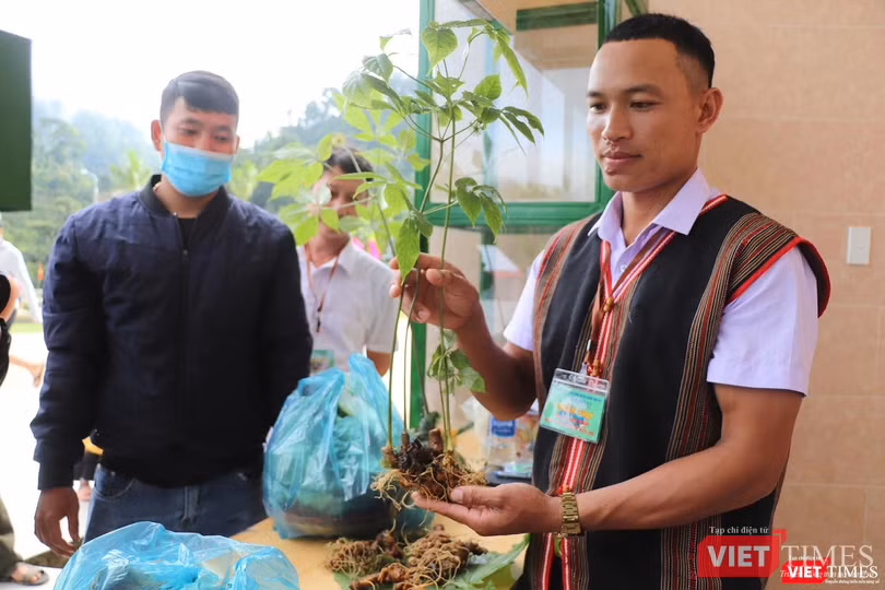 Một cây sâm Ngọc Linh đẹp