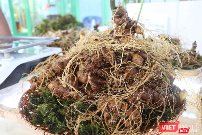 Củ sâm Ngọc Linh