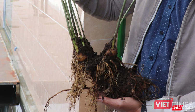 Cận cảnh cây sâm Ngọc Linh có giá 900 triệu đồng