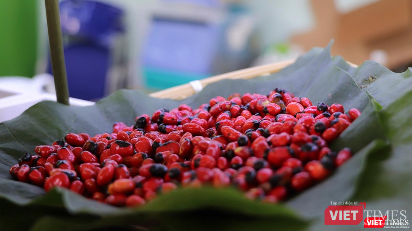 Hạt sâm Ngọc Linh