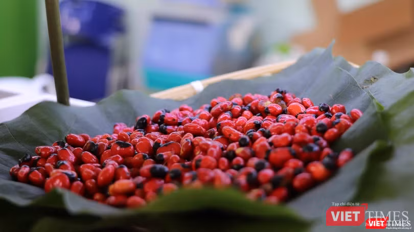 Hạt sâm Ngọc Linh