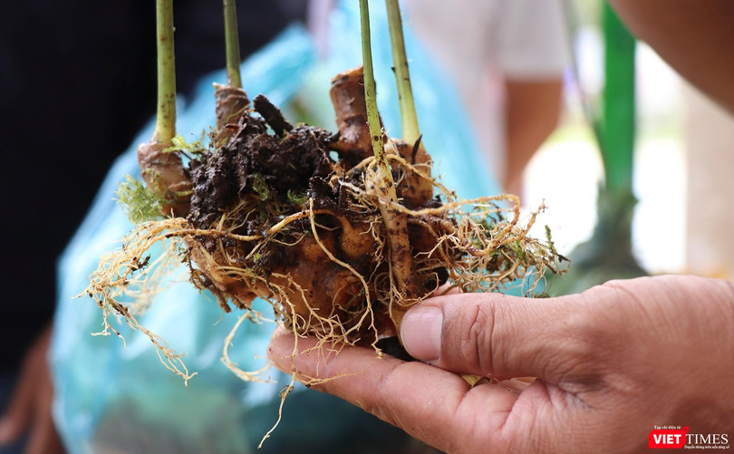 Sâm Ngọc Linh-cây dược liệu có giá trị kinh tế cao