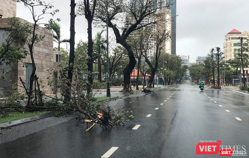 Cây xanh trên đường Trần Phú trước Trung tâm hành chính TP bị gãy