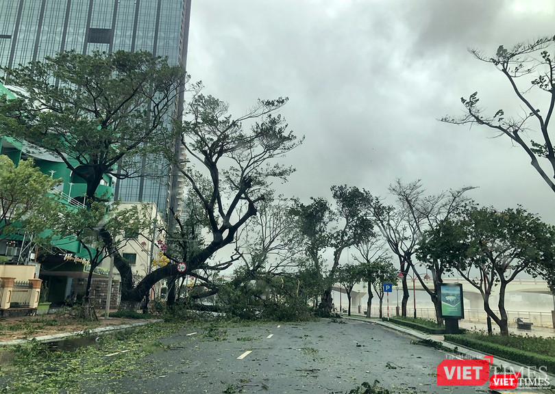 Cây cổ thụ trên đường Bạch Đằng bị quật gãy chắn ngang đường