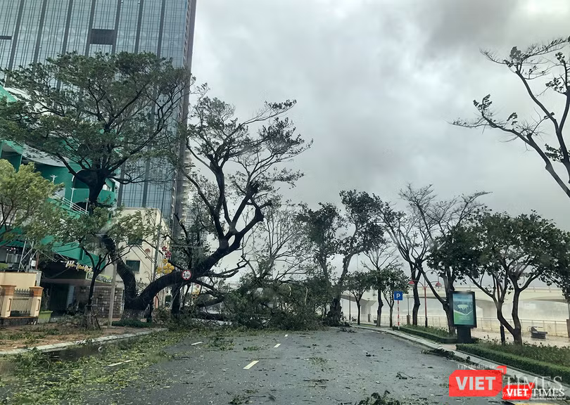 Cây cổ thụ trên đường Bạch Đằng bị quật gãy chắn ngang đường