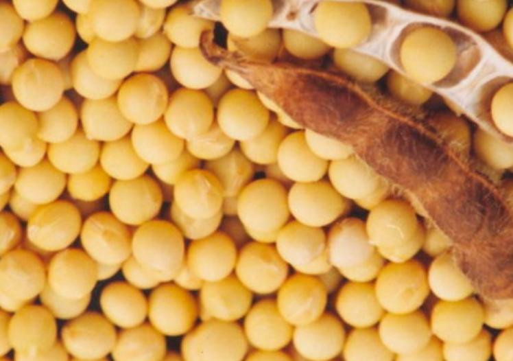 Đậu tương. Ảnh: Sina.