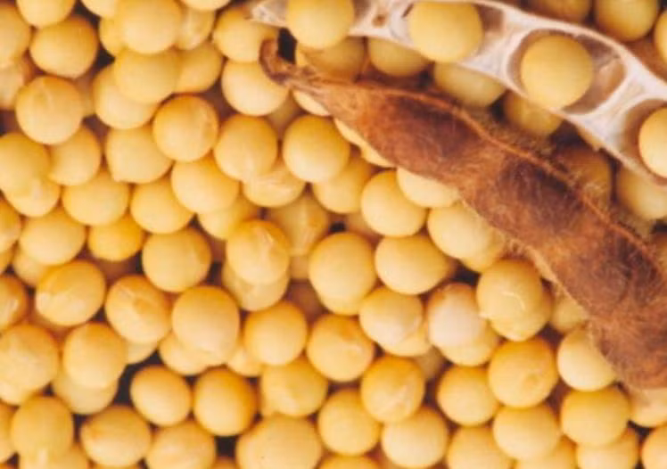 Đậu tương. Ảnh: Sina.