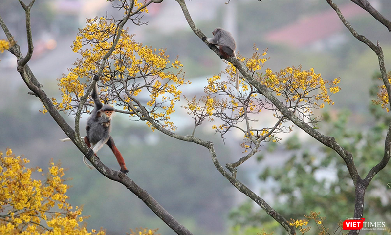 Vẻ đẹp khó cưỡng của bán đảo Sơn Trà (Đà Nẵng) khi vào mùa hoa lim xẹt.