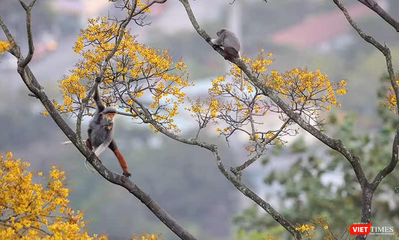 Vẻ đẹp khó cưỡng của bán đảo Sơn Trà (Đà Nẵng) khi vào mùa hoa lim xẹt.
