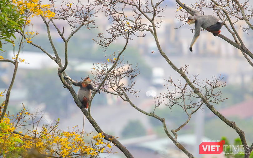 vt_du lich da nang.png