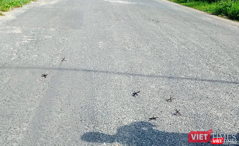 Đinh gai vương vãi trên đường