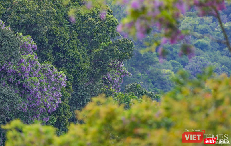 Bán đảo Sơn Trà vào mùa hoa thàn mát nở