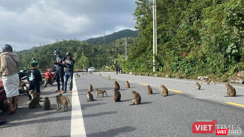 Tiếp xúc với động vật hoang dã, khỉ làm gia tăng nguy cơ mắc bệnh đậu mùa khỉ (ảnh FANPAGECUUHODONGVAT)