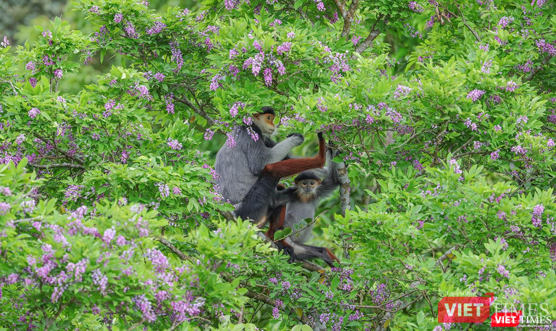 Bên cạnh vẻ đẹp, hoa thàn mát còn là thức ăn của loài linh trưởng quý hiếm trên bán đảo Sơn Trà