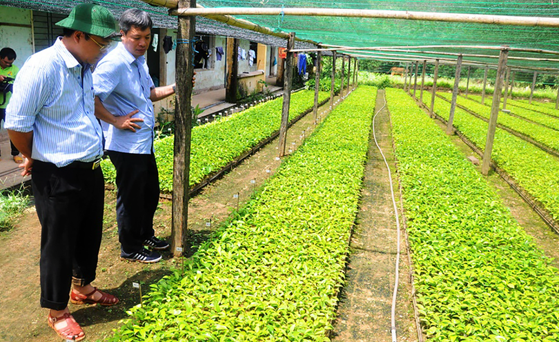 Trung tâm bảo tồn và nuôi trồng dược liệu tại Quảng Nam