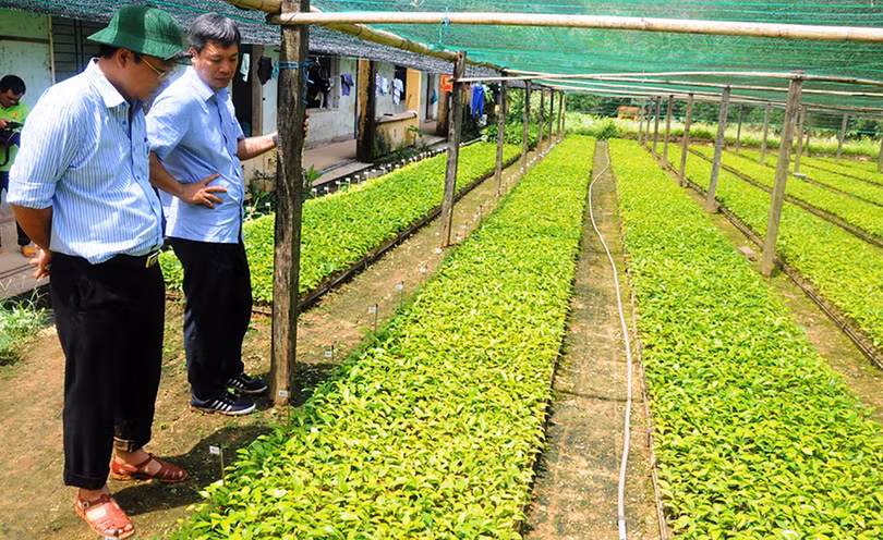 Trung tâm bảo tồn và nuôi trồng dược liệu tại Quảng Nam