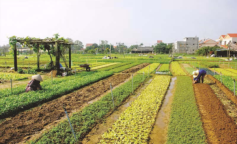 lang rau tra que 1.png