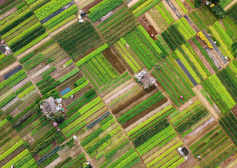 lang rau tra que 2.png