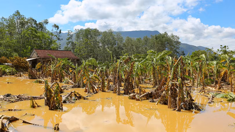 Hoa màu của nông dân miền Trung bị lũ nhấn chìm, làm hư hại