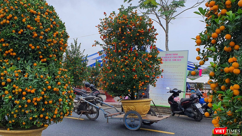 Nhà vườn, nghệ nhân đưa quất cảnh đến tham dự "Ngày hội quất cảnh" ở Hội An