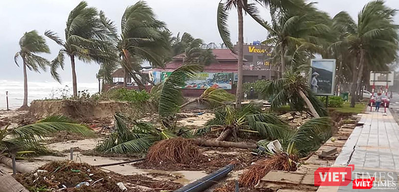 Rừng dừa ven biển du lịch khu vực quận Ngũ Hành Sơn bị nước cuốn trốc gốc