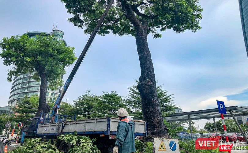 Công nhân cây xanh khẩn trương cắt tỉa cây để phòng chống gãy đổ Công nhân cây xanh khẩn trương cắt tỉa cây để phòng chống gãy đổ