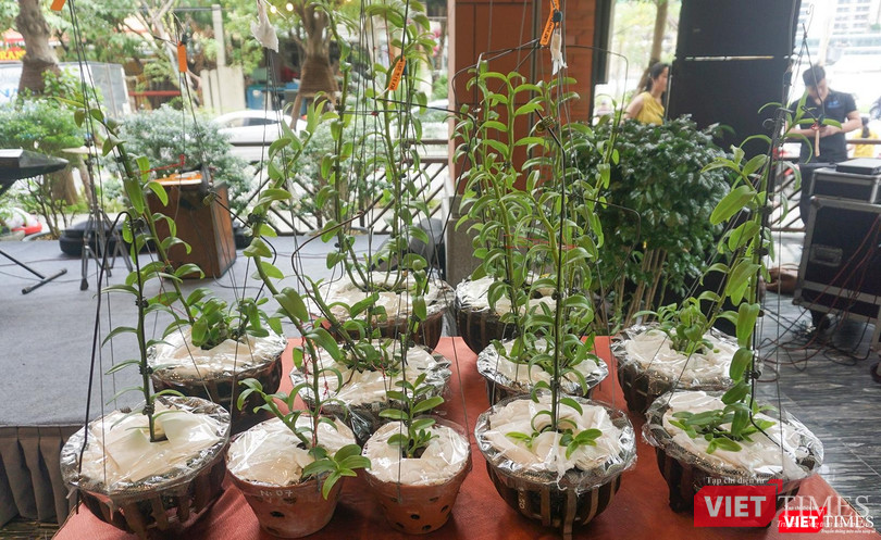 Số lan đột biến dùng để đổi siêu xe McLaren 720S Spider