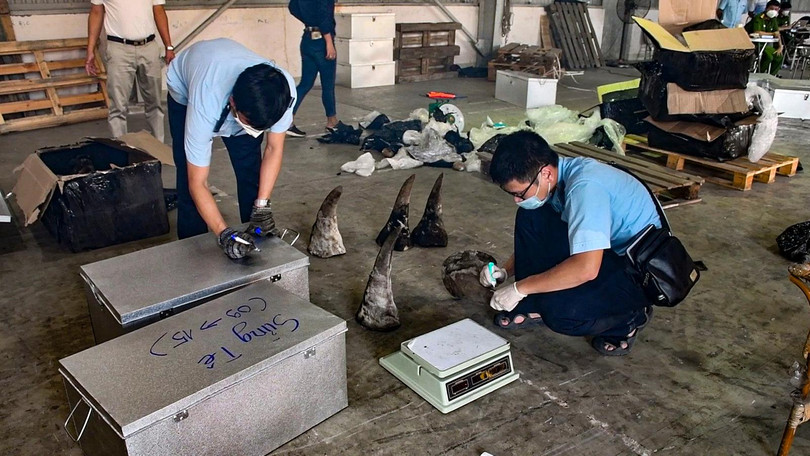 Sừng động vật được xem là của tê giác trong container khai báo là gỗ nhập khẩu từ Nam Phi