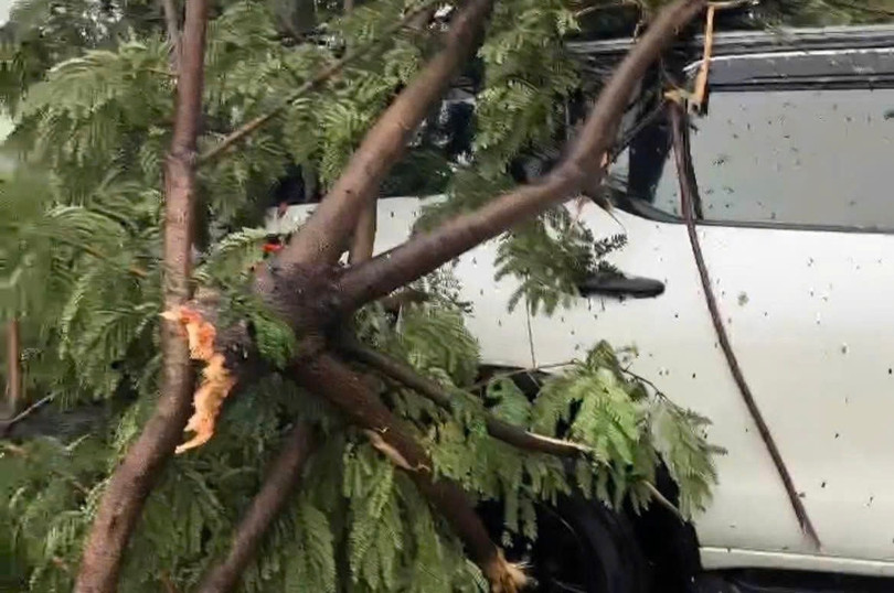 Chiếc xe 7 bị cây xanh đè trúng