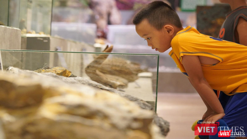 Những mẫu vật thu hút cả những em nhỏ
