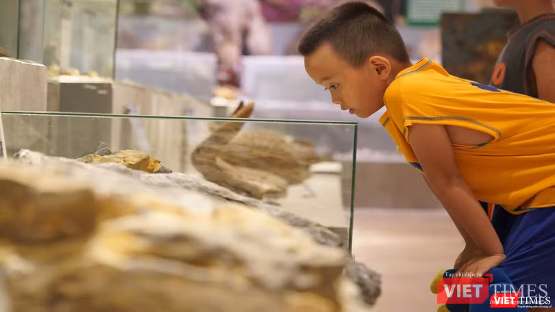 Những mẫu vật thu hút cả những em nhỏ