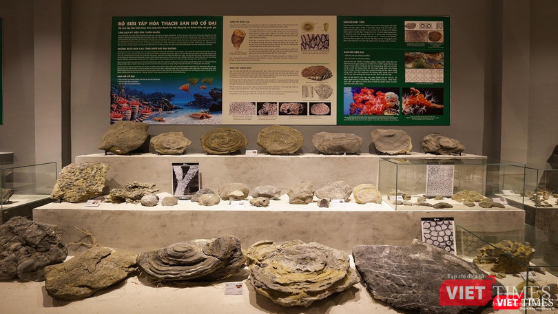 Bộ sưu tập hoá thạch san hô cổ đại