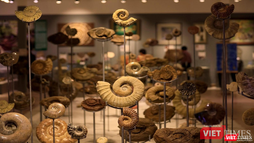 Mẫu vật ốc anh vũ hoá thạch