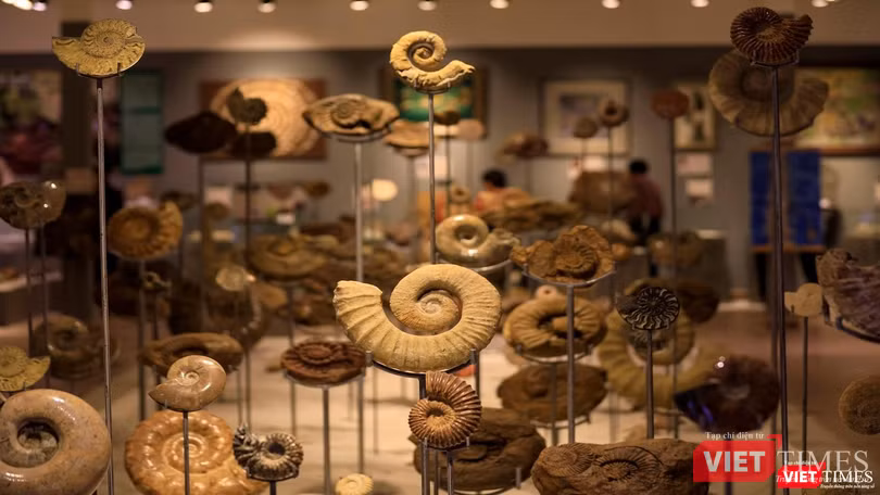 Mẫu vật ốc anh vũ hoá thạch