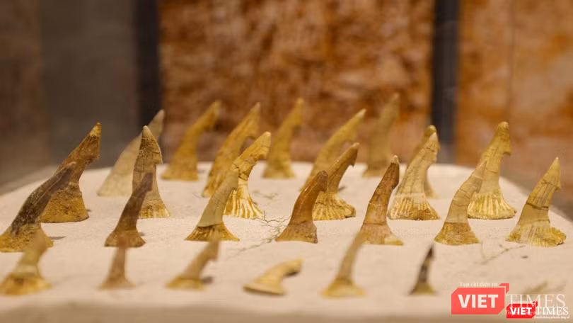 Mẫu răng hoá thạch của động vật