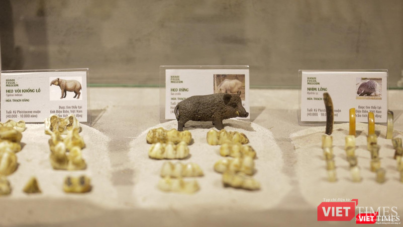 Hoá thạch của những loài động vật từ hàng trăm năm