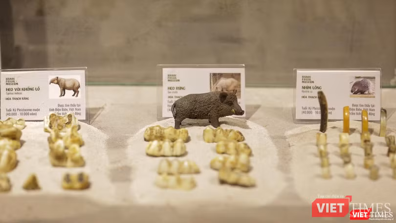 Hoá thạch của những loài động vật từ hàng trăm năm