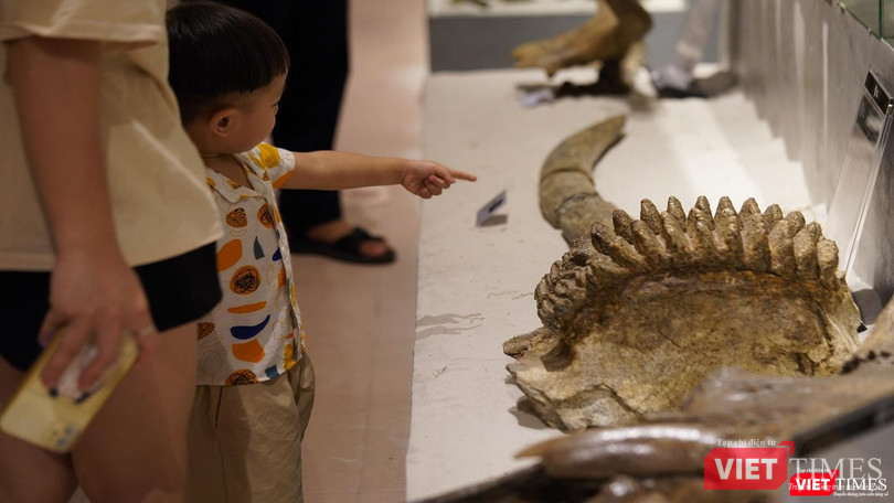 Bé tò mò với những hoá thạch lần đầu tiên được thấy