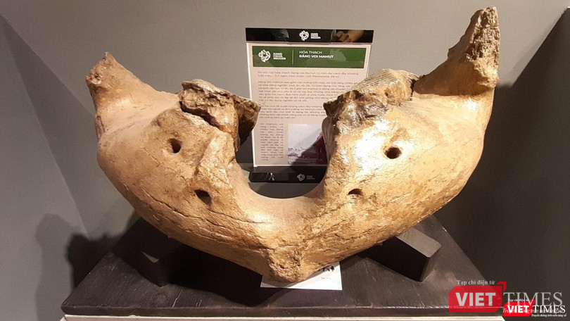 Hoá thạch răng voi ma-mút