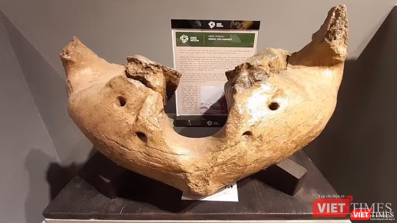 Hoá thạch răng voi ma-mút