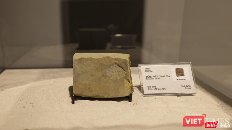 Một động vật dạng đĩa hoá thạch