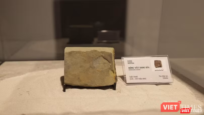 Một động vật dạng đĩa hoá thạch