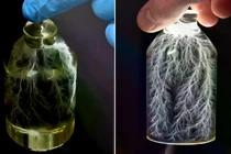 Thí nghiệm bắt gọn tia sét trong chai tạo nên một tác phẩm nghệ thuật bắt mắt. Ảnh: IE.